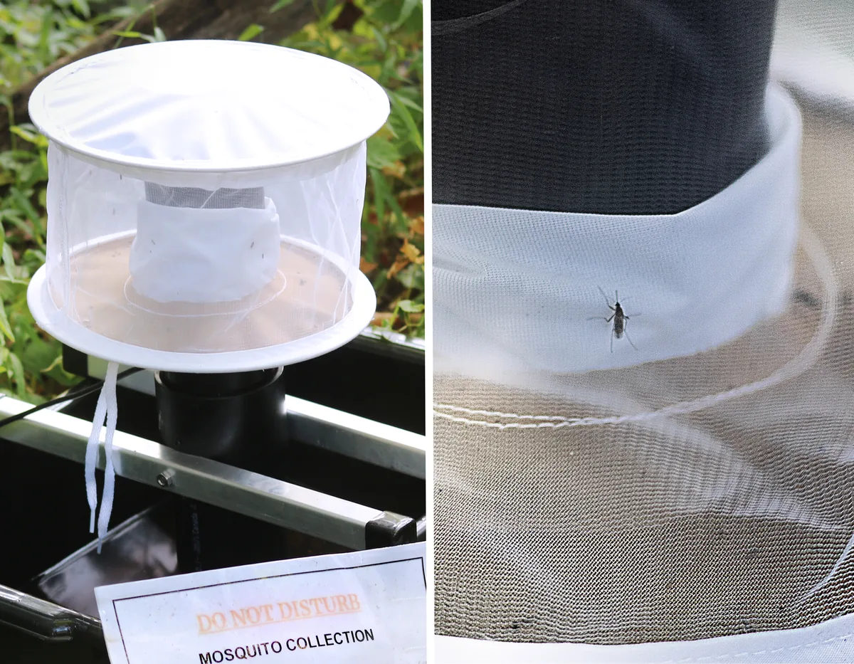 Minh họa bẫy gravid, muỗi Aedes và xô nước cỏ khô
