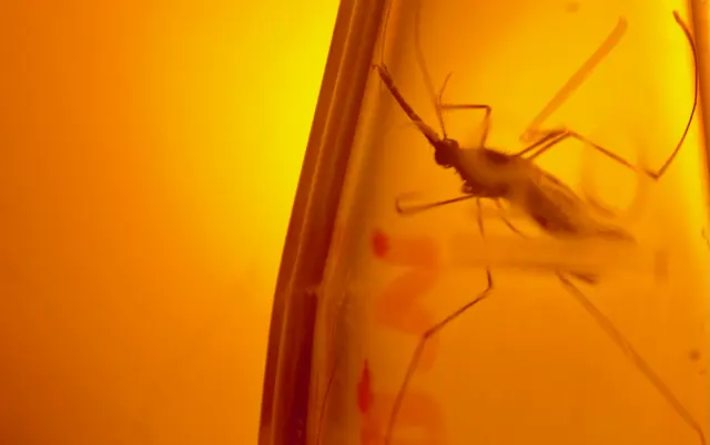 Minh họa chuỗi DNA với nhiều điểm đích, biểu tượng công nghệ gene drive