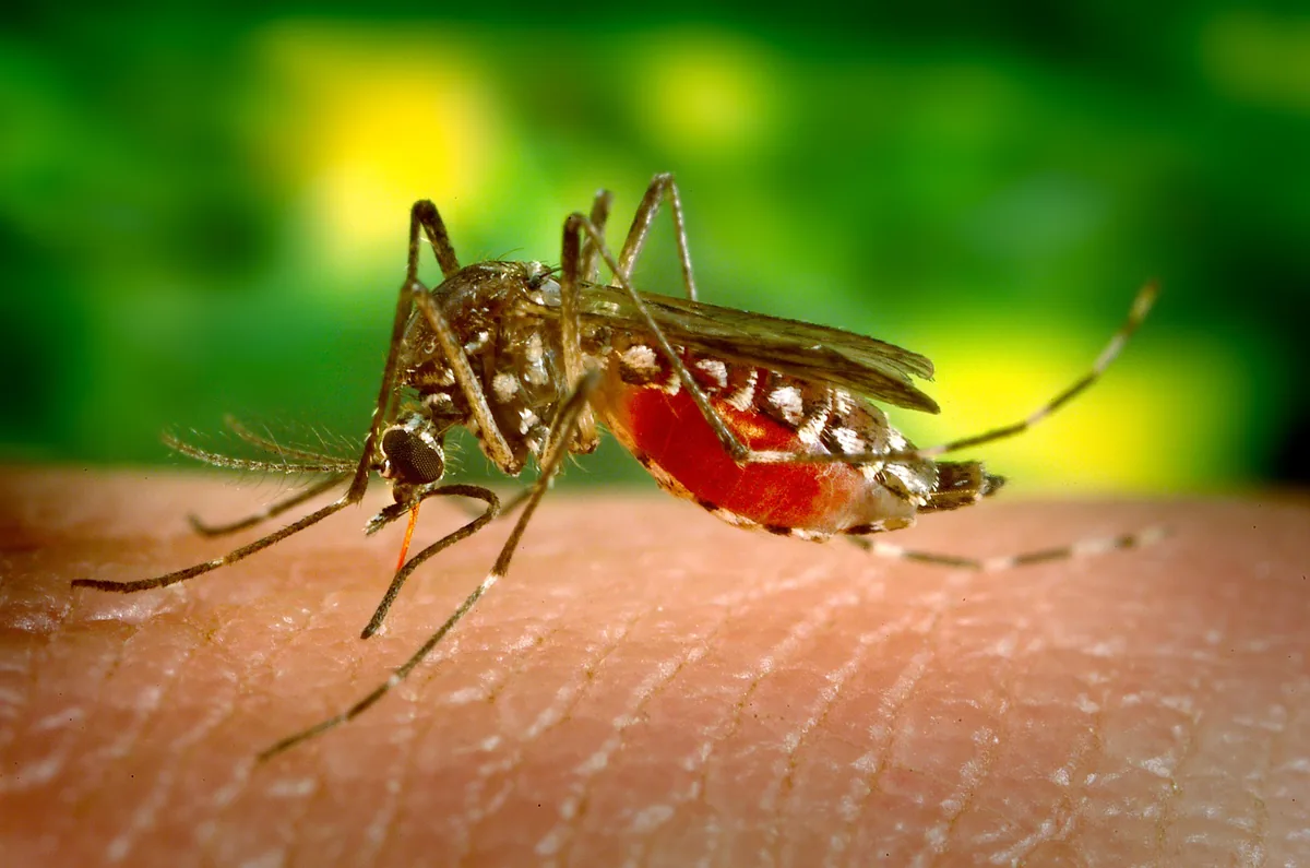 Minh họa muỗi đực mang vi khuẩn Wolbachia và biểu tượng bảo vệ cộng đồng