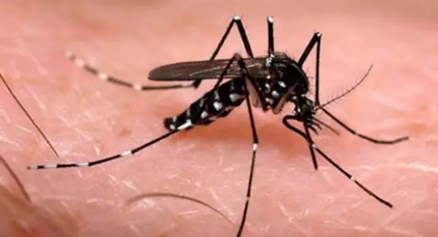 Minh họa muỗi vằn mang vi khuẩn Wolbachia dưới kính hiển vi