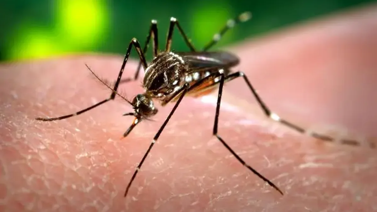 Ảnh muỗi Aedes aegypti đã có trên website Hội, minh họa; không phải ảnh tại Bangladesh