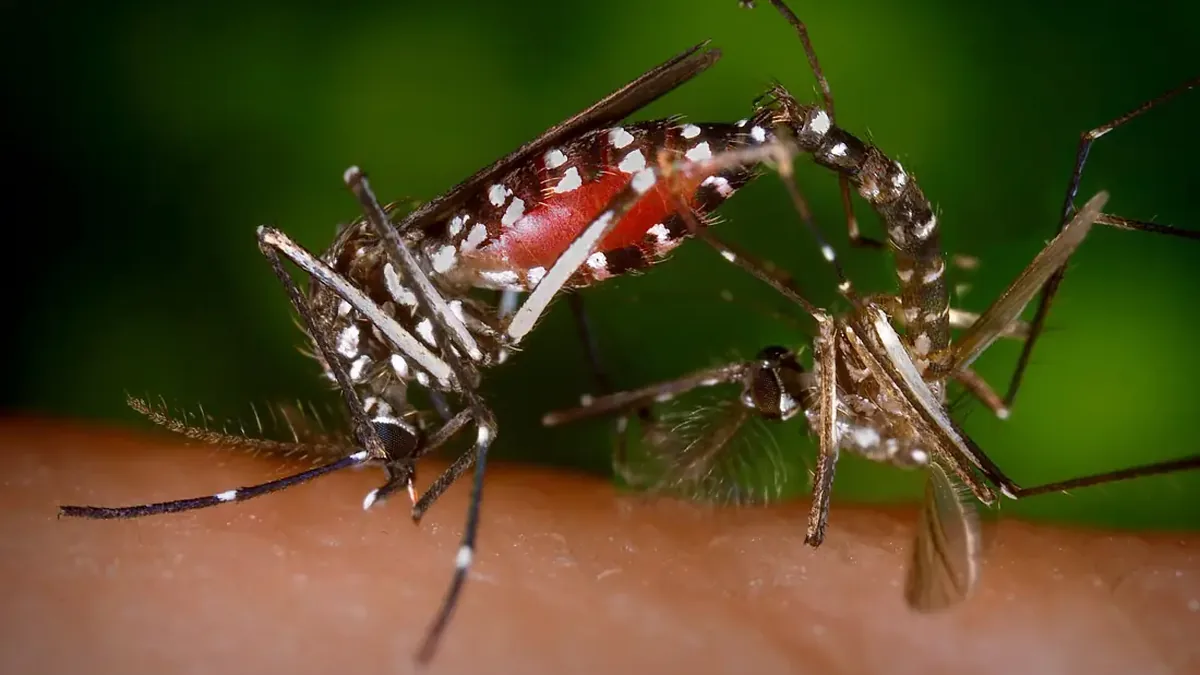 Ảnh một cặp muỗi Aedes albopictus đã có trên website Hội, minh họa; không phải ảnh của Bee Safe
