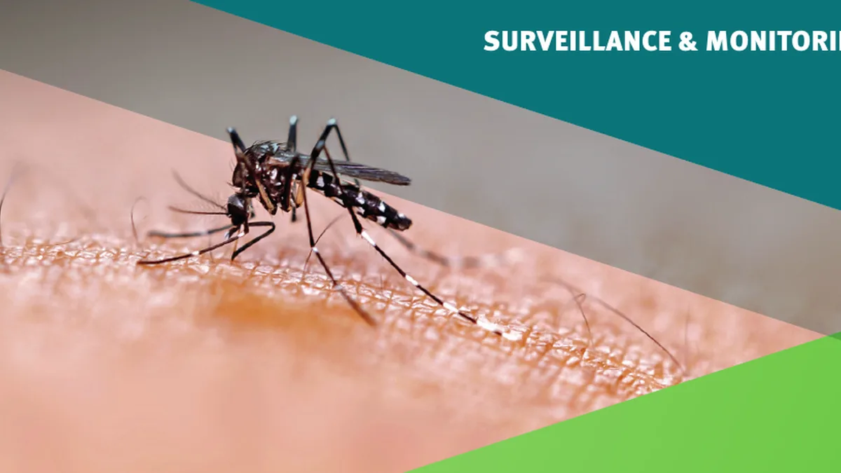Ảnh muỗi trên bìa báo cáo ECDC về giám sát Culex và Aedes