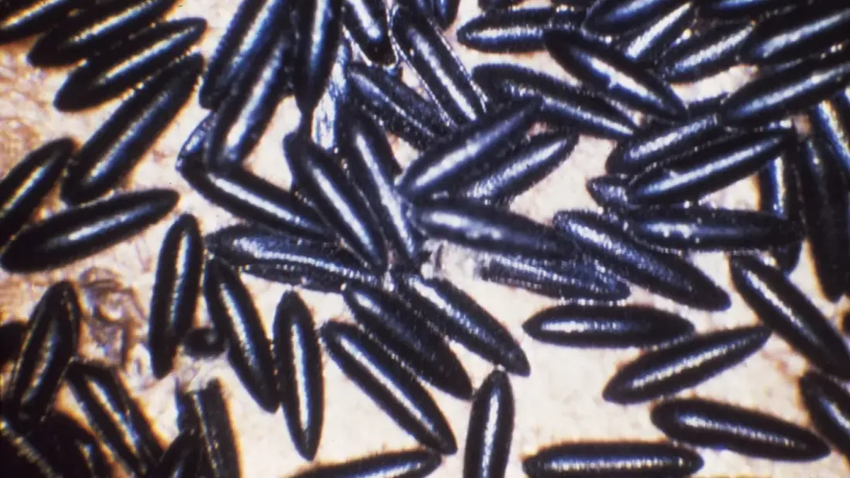 Ảnh trứng muỗi Aedes aegypti đã có trên website Hội; công văn không kèm ảnh