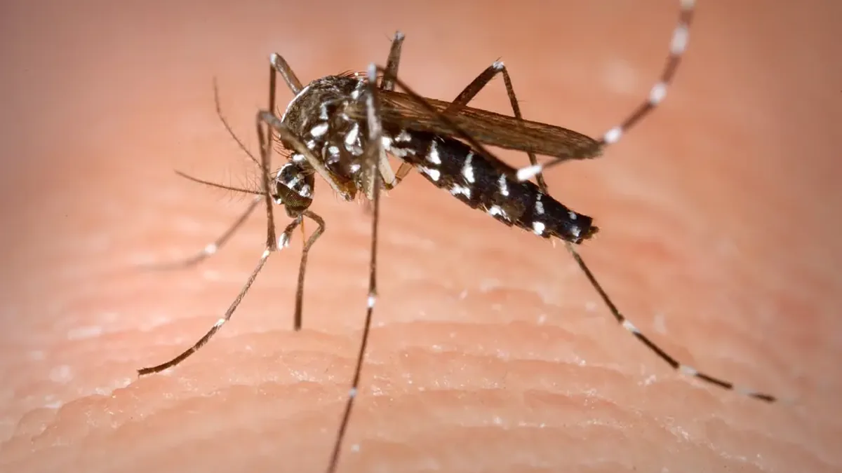 Ảnh muỗi cái Aedes albopictus đang hút máu đã có trên website Hội; bài báo Dawn không kèm ảnh