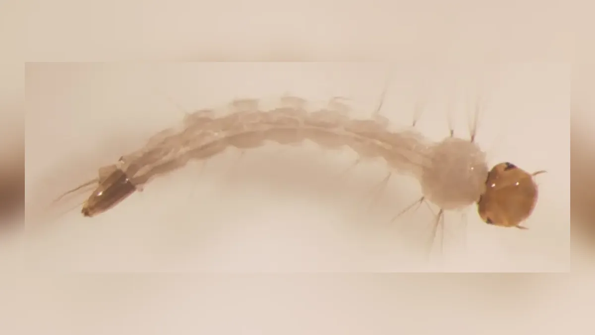 Ảnh bọ gậy (lăng quăng) Aedes aegypti đã có trên website Hội; công văn không kèm ảnh